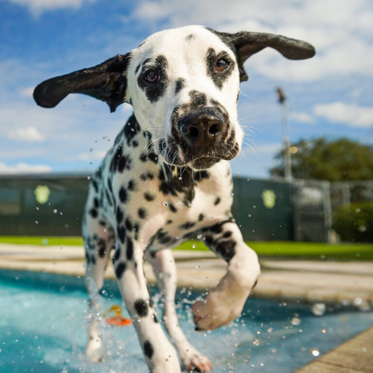 Curated visual reference: Visual Reference: Rhody Pet Resort Rhode Island S Premiere Luxury Pet Resort